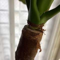 人工植物の画像