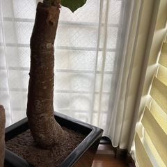 人工植物の画像