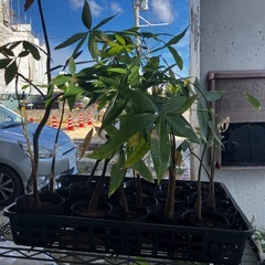 実生（種から）パキラ　まとめ売りの画像