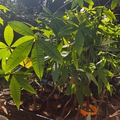 実生（種から）パキラ　まとめ売りの画像