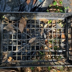 実生（種から）パキラ　まとめ売りの画像