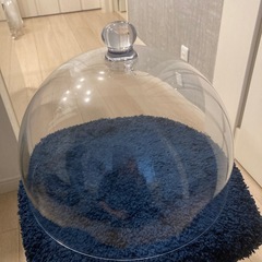 ディスプレイケース？(12/14お受け取り可能な方)の画像