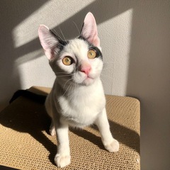 12/20(土)21(日)譲渡会🎄甘々甘ったれ人間大好き美…