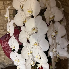 胡蝶蘭3株まとめての画像