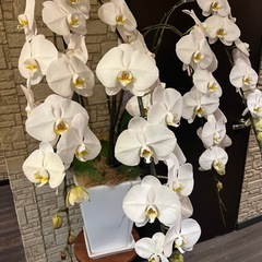 胡蝶蘭3株まとめての画像