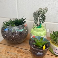 サボテン　観葉植物　多肉　の画像