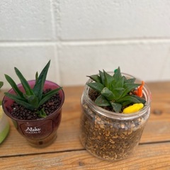 サボテン　観葉植物　多肉　の画像