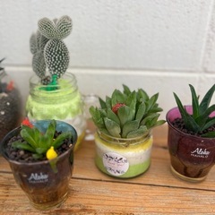 サボテン　観葉植物　多肉　の画像