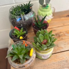 サボテン　観葉植物　多肉　の画像