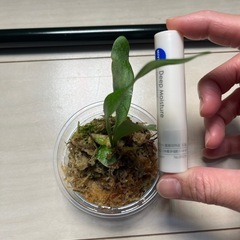 受渡予定　
ビカクシダ　ビフルカツム②の画像