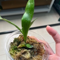 受渡予定　
ビカクシダ　ビフルカツム②の画像