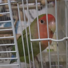【募集終了・飼ってくださる方が決まりました】コザクラインコ ４～...