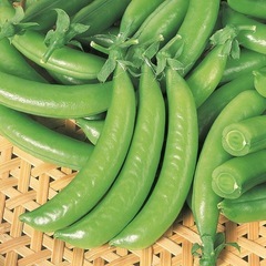 エンドウのポット苗5ポットの画像