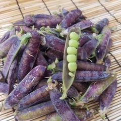 エンドウのポット苗5ポットの画像