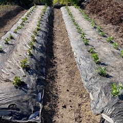 エンドウのポット苗5ポットの画像