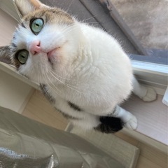 可愛いおっとり猫ちゃんの優しい里親様募集🐾まだ里親様見つかりません😭どうかよろしくお願いします。メッセージお待ちしております。 - 高崎市