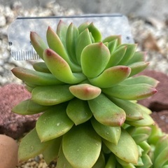 マッコス カット苗 多肉 多肉植物の画像