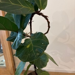 フィカス　 リラータ 観葉植物の画像