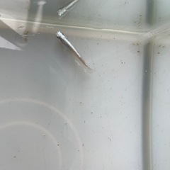 マリアージュ メダカの画像