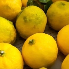 ゆず、すだち、レモン、柿欲しいです😭