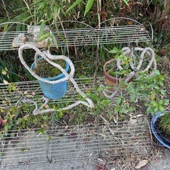 フラワースタンド🪴🌺もし、欲しい方は盆栽もどうぞ🙋‍♀️の画像