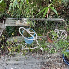 フラワースタンド🪴🌺もし、欲しい方は盆栽もどうぞ🙋‍♀️の画像