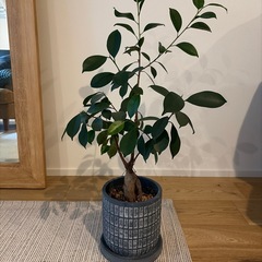 ガジュマル　 観葉植物の画像