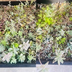 ハオルチア　多肉植物　まとめて　
育苗箱と鉢ごとお渡しの画像