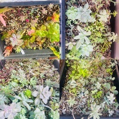 ハオルチア　多肉植物　まとめて　
育苗箱と鉢ごとお渡しの画像