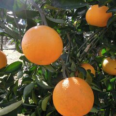 農薬や化学肥料を全く使用していない安心、安全な八朔です。10キロ　直接収穫も可能です。の画像