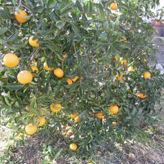 農薬や化学肥料を全く使用していない安心、安全な八朔です。10キロ　直接収穫も可能です。の画像