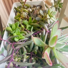 ハオルチア　多肉植物　まとめて　
育苗箱と鉢ごとお渡しの画像