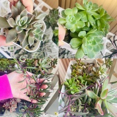 ハオルチア　多肉植物　まとめて　
育苗箱と鉢ごとお渡しの画像