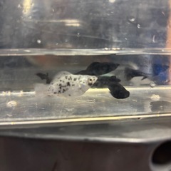 熱帯魚 あげます ブラックモーリー バルーンモーリー ソードテール 水槽の画像