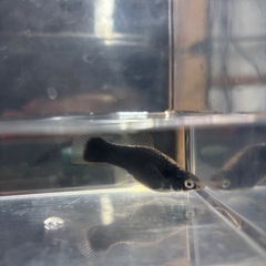 熱帯魚 あげます ブラックモーリー バルーンモーリー ソードテール 水槽の画像