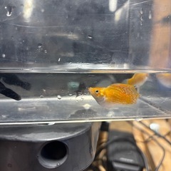 熱帯魚 あげます ブラックモーリー バルーンモーリー ソードテール 水槽の画像