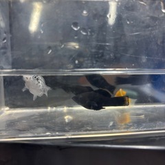 熱帯魚 あげます ブラックモーリー バルーンモーリー ソードテール 水槽の画像