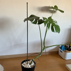 モンステラの画像