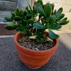 鉢も素敵です😊金のなる木の画像