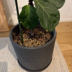 フィカス バンビーナの画像