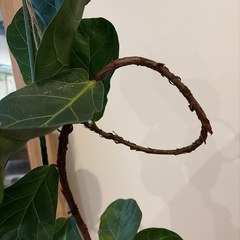 フィカス バンビーナの画像