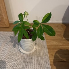 パキラ 観葉植物の画像