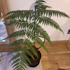 キンモウコウ タカワラビ 観葉植物 シダの画像