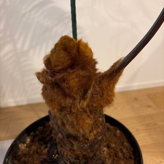 キンモウコウ タカワラビ 観葉植物 シダの画像