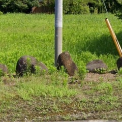 庭石
の画像
