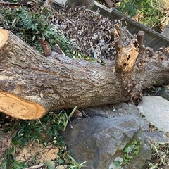 椎木(シイタケ原木？薪用)の画像