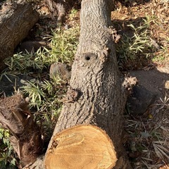 椎木(シイタケ原木？薪用)の画像