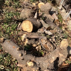 椎木(シイタケ原木？薪用)の画像