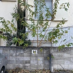 葛飾区柴又の戸建の木の伐採の画像