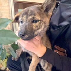 ３匹兄妹で一番悪その『やま』ちゃん